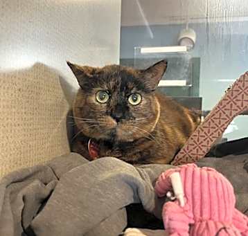 Photo of Torta - Bonded to Tabby Girl -