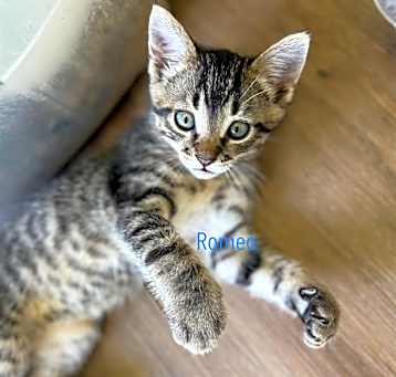 Photo of ROMEO