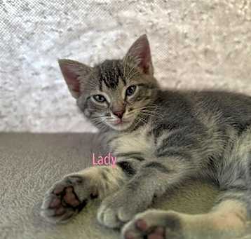 Photo of LADY