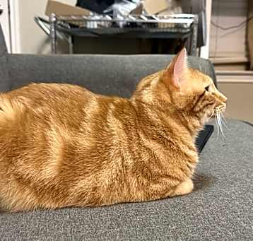 Photo of Cooper
