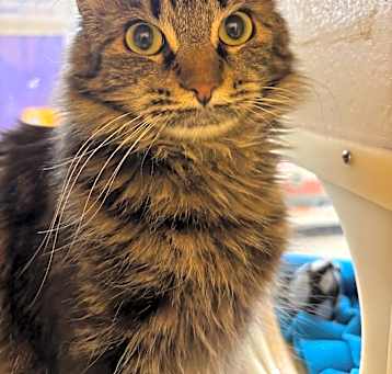 Photo of Cinnamon