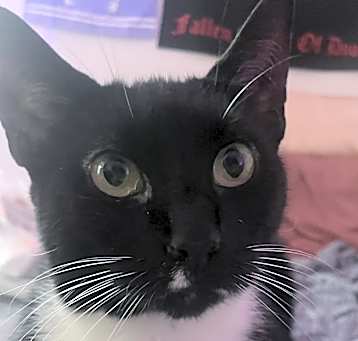 Photo of Oreo