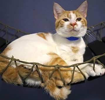 Photo of Creamsicle