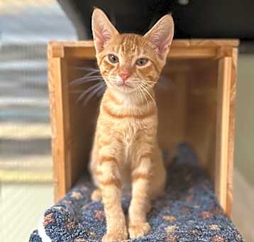 Photo of Tofu