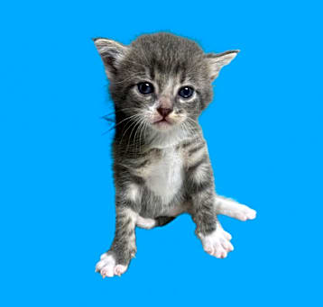 Photo of TUSC-Stray-80277_2
