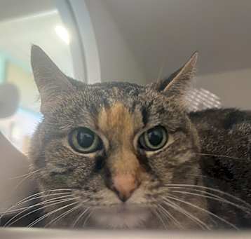 Photo of Polly
