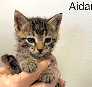Photo of Aiden