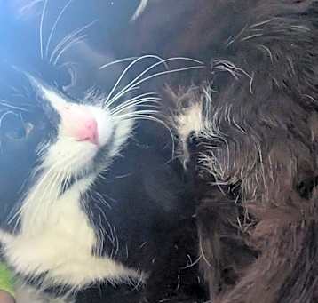 Photo of Moxie