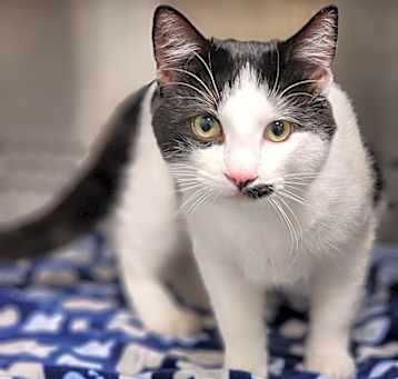 Photo of Domino
