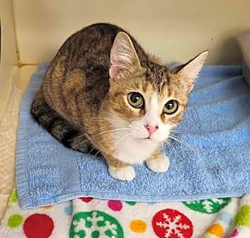 Photo of Meowlin Monroe