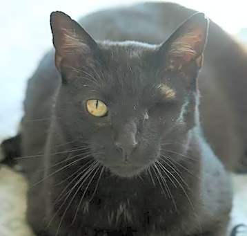 Photo of Piney