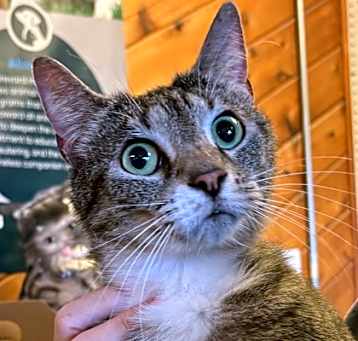 Photo of Mila (Merritt Island)