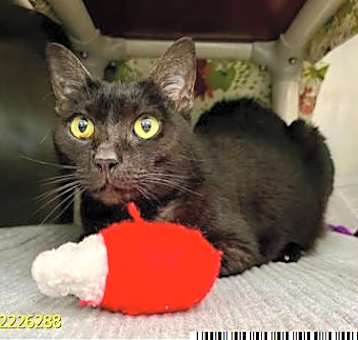 Photo of Elle (Merritt Island)
