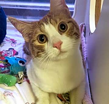 Photo of Tigger