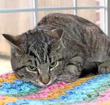 Photo of Smokey - 41544