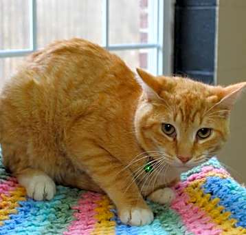 Photo of Garfield - 41546