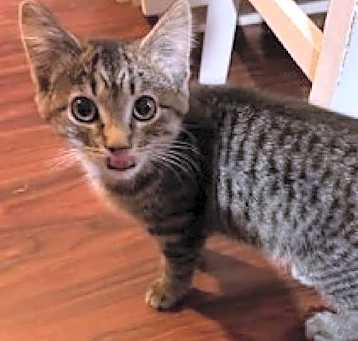 Photo of Penny