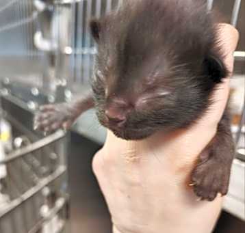 Photo of Pippin