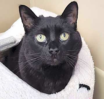 Photo of Mischief