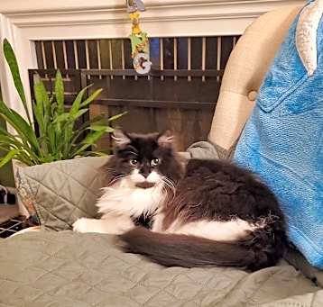 Photo of Pearl
