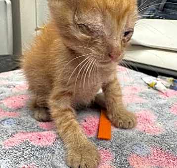 Photo of Chatter (Palama Orange)