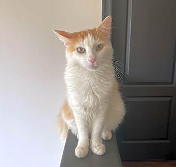 Photo of Tucker