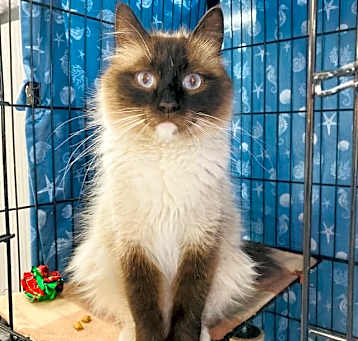 Photo of Tiki