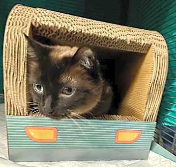 Photo of Coco
