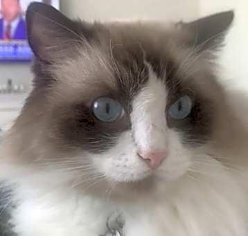 Photo of Murray
