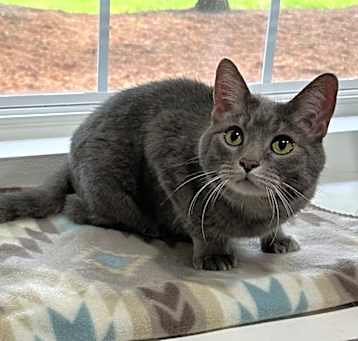 Photo of Gracie