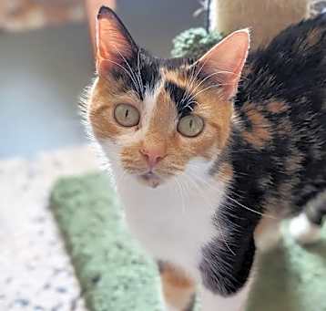 Photo of *Cookie