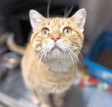 Photo of Mr Meowdis