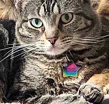 Photo of Willow