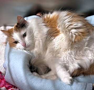 Photo of Sassy