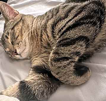 Photo of Kitty soft paws
