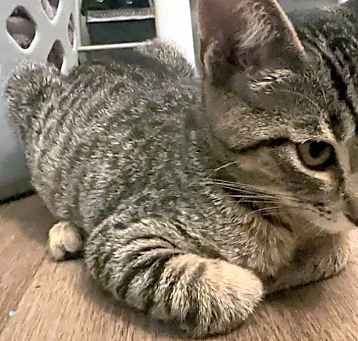 Photo of Kitty
