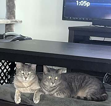 Photo of Dixie / Zeus