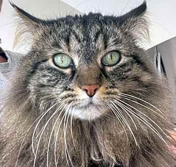Photo of Luella - lap cat!