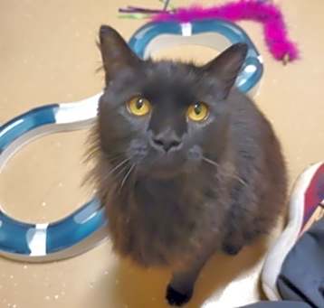 Photo of Cinder