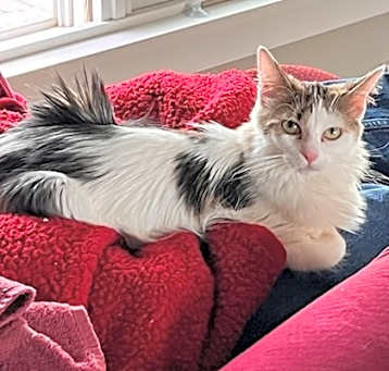 Photo of Patches