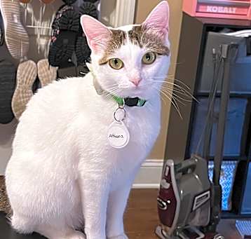 Photo of Athena