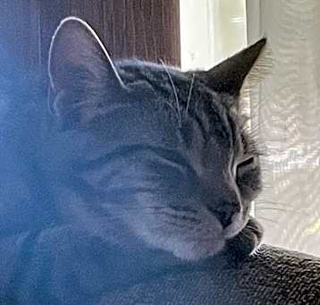 Photo of Maahes