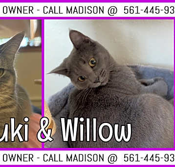 Photo of Tsuki & Willow - COURTESY LIST