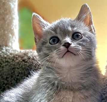 Photo of Muffin