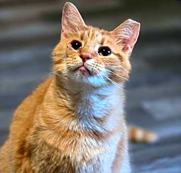 Photo of Korina