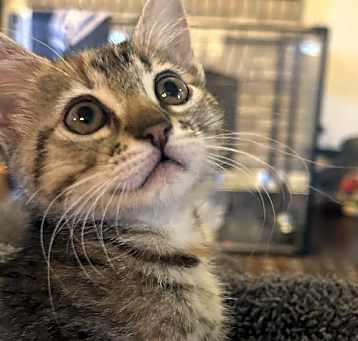 Photo of Penny