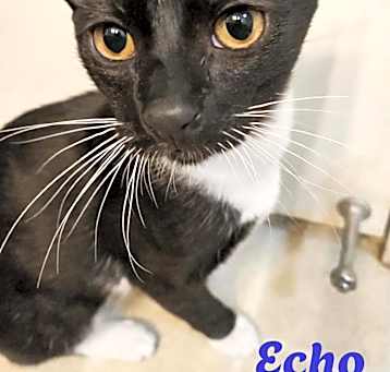Photo of Echo