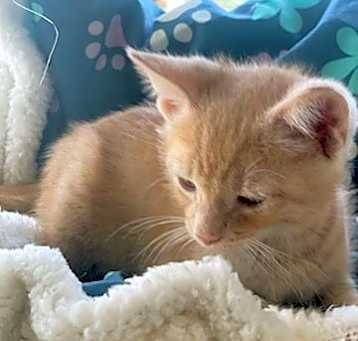 Photo of Strudel