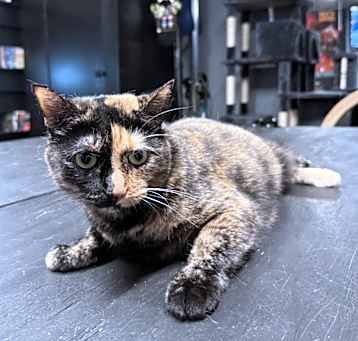 Photo of Luna