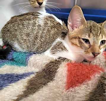 Photo of A2195204